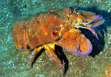 CAVACO = Mediterranean Slipper Lobster, Scyllarides latus