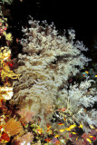 Giant Black Coral