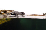 Seal Surprize from Underwater 