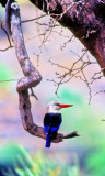 Passarinha = Grey-headed Kingfisher (Halcyon leucocephala)