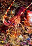 Small Lobster Outside