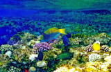 Red Sea, The REAL Aquarium!