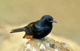 Tristrams Starling (Onychognathus tristramii)  of the Neguev Desert   