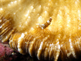 Arlequim Shrimp on Beautiful Coral Head 