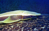 Remora Fish on Turtle Shell 