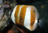 Orange-Banded Coralfish Coradion chrysozonus