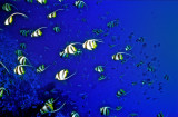 Bannerfish Shaoal 