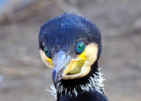 Cormorant Frontal