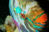 Smile of the Parrotfish