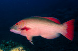 Male Hogfish