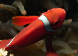 Red Clownfish Red Eye