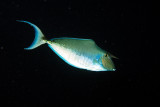 Humpback Unicornfish, Naso brachycentron