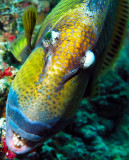 Titans Powerful Teeth -  Balistoides viridescens