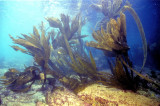The Remains of the Once Huge Atlantic Kelp Forests