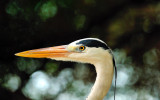 Friendly Heron Portrait