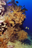 Black Coral at Depht 