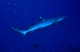 Whitetip, Most Beautiful Shark in The Seas?..