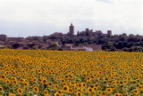 Pals Sunflower Field  