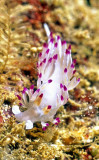 Nudibranch, Beautiful Nudibranch