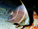 French Angelfish Juvenile: Almost Adult 