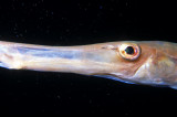 Trumpetfish Close 