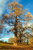 Oak Tree in Winter 