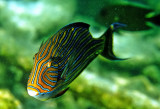 Maldives Surgeonfish
