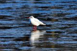 Standing in the Water...