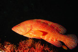 Jewel Grouper