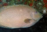 Honeycomb Rabbitfish - Siganus stellatus