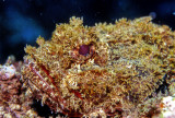 Scorpion Fish 