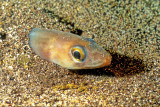 Big Eye Conger Eel 
