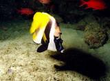 Bannerfish in Cave 