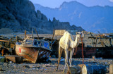 The New Bedouin Slums: Poor Camels....