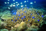 Baye Ternay, Corals STILL Alive 
