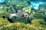 Pufferfish Hovering 