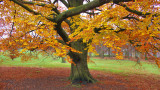 Autumn in England