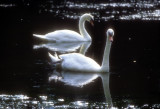 Swans Couple 