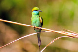 Green Bee-Eater, Merops orientalis,