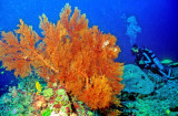 Giant Sea Fan 