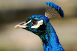 Peacocks Head