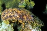 Slipper Lobster Profile 