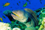Yellowmouth Moray Eel, Gymnothorax nudivomer