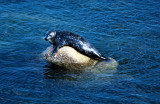 Placid Marbled Seal