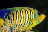 Regal Peacockfish 