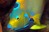 Queen Angelfish Close Up 