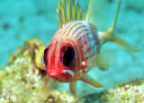 Soldierfish Eyes
