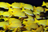 Yellow Snappers Cloud