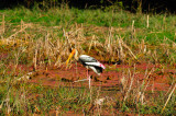 Indian Stork Eating in the Fields