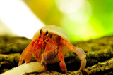 Maldives Tree Hermit Crab